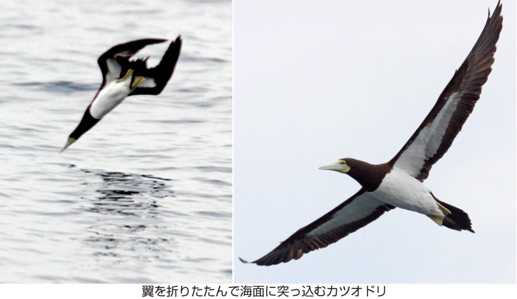 海面へ一直線 大型海鳥 カツオドリ | 【公式】壱岐新聞社